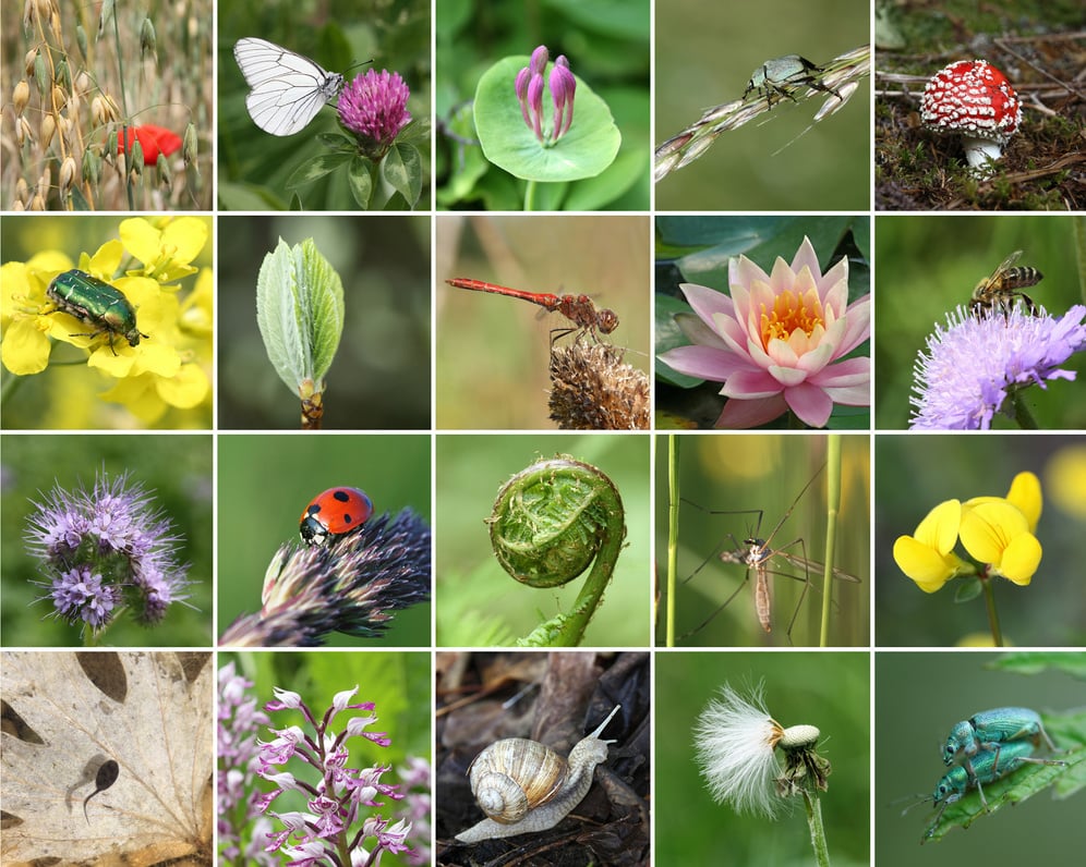 Biodiversity collage