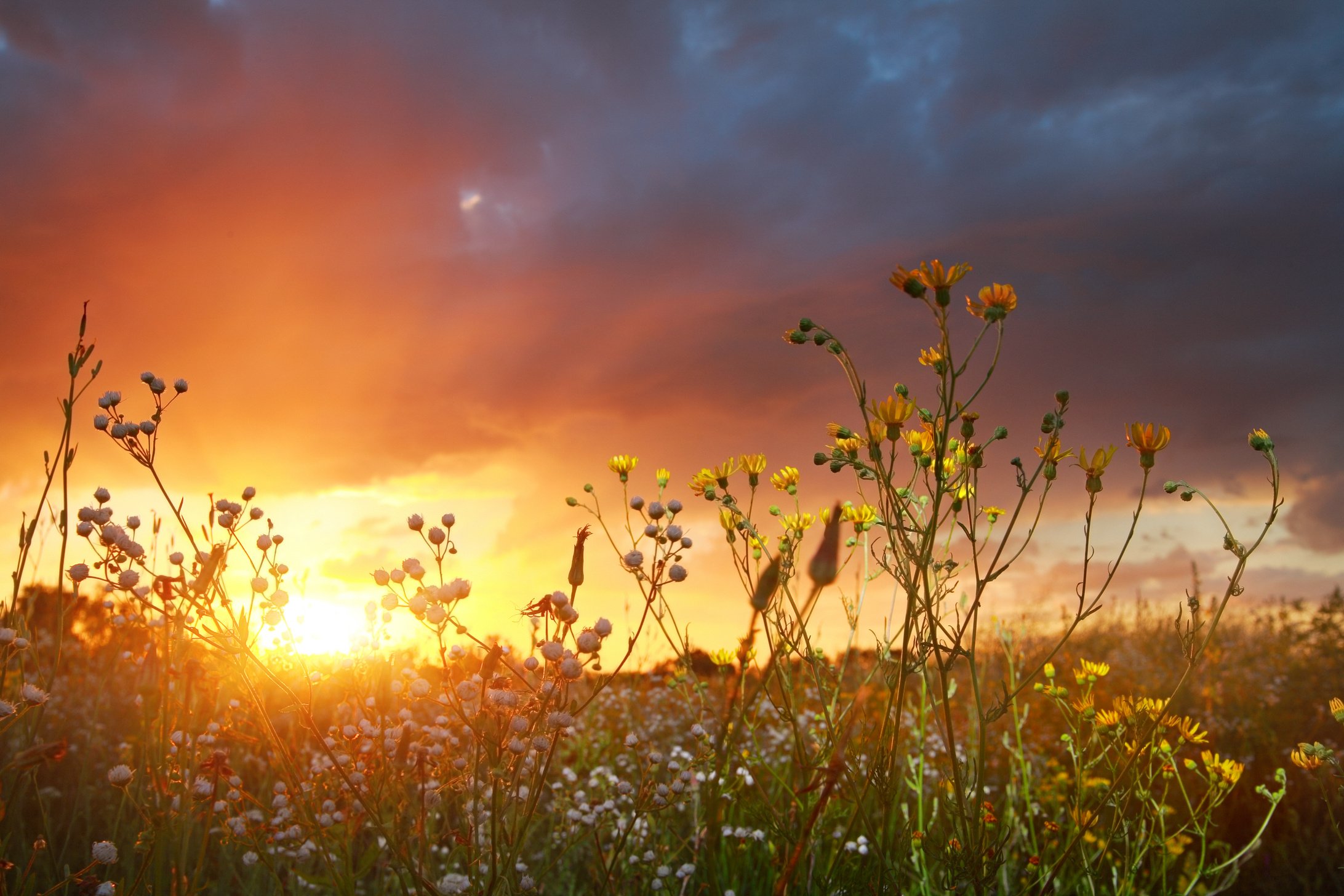 Wildflowers at sunset