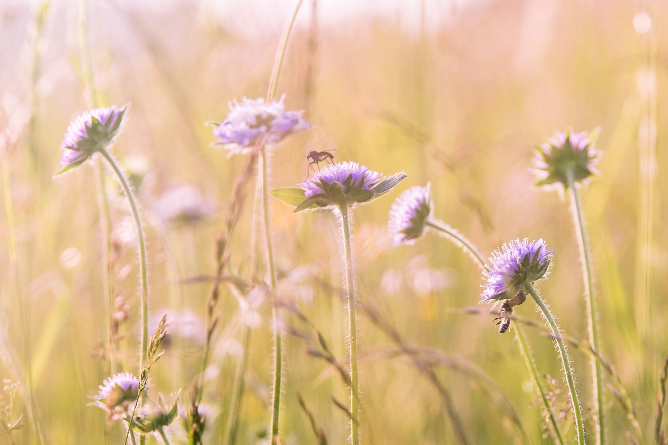 Beautiful Wildflowers Field